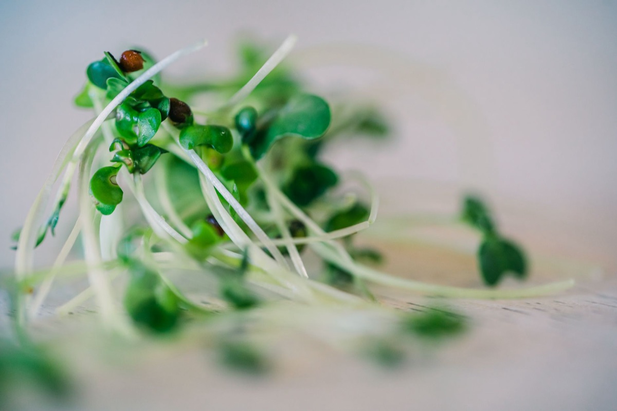 Microvegetales frescos