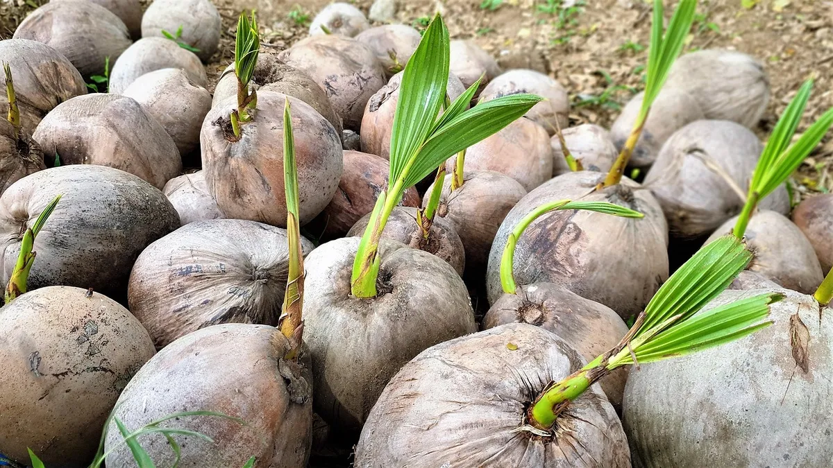 coconut fruit, tropical fruit, bud, republic of the philippines, Trece Martires City, Philippines, Calabarzon
