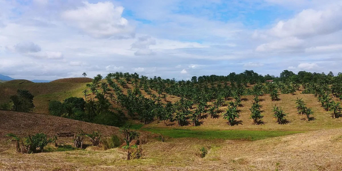 philippines, fields, bananas, banana box, plantation, agriculture, tourism, to travel, asia, Alfonso Lista, Cordillera Administrative Region, Philippines